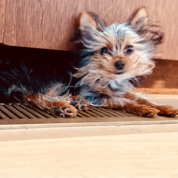 Meet your Posher, Jennifer - Picture 1 of 1